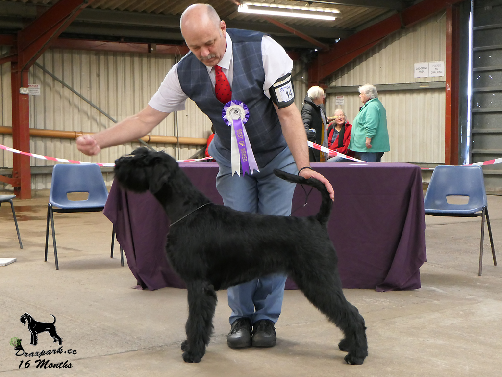 Northern Schnauzer Club CC & BOB Nov 2024